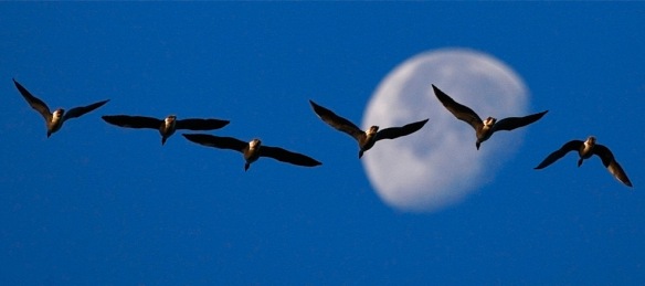  A skein of pink-footed geese fly beneath the moon as they prepare to land at the Vane Farm nature reserve near Loch Leven in Fife, Scotland October 8, 2009. Um novelo de mosca-de-rosa pés gansos sob a lua, para preparar a terra na reserva natural Vane fazenda perto de Loch Leven em Fife, na Escócia 8 de outubro de 2009. Around 20,000 pink-footed geese stop off at the nature reserve each year, some to 'refuel' and some stay, as they migrate to the south for the winter from Iceland. Cerca de 20.000 Pink-footed gansos pare na reserva natural de cada ano, cerca de "reabastecimento" e alguns ficam, como eles migram para o sul para o inverno da Islândia. (REUTERS/David Moir) # (REUTERS / David Moir) #